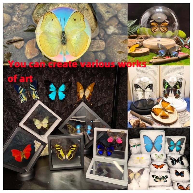 SINGEWOW Real Butterfly Specimens, Butterfly Specimens of Different Colors and Styles, Used for Butterfly Frame Materials, Animal Specimens, DIY Decorations Handmade Artworks and Science Education(15) - Image 2